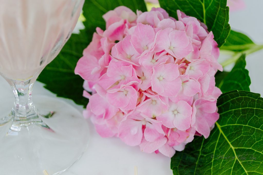 Pink hydrangea