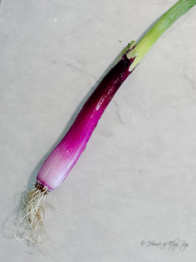 Red scallion